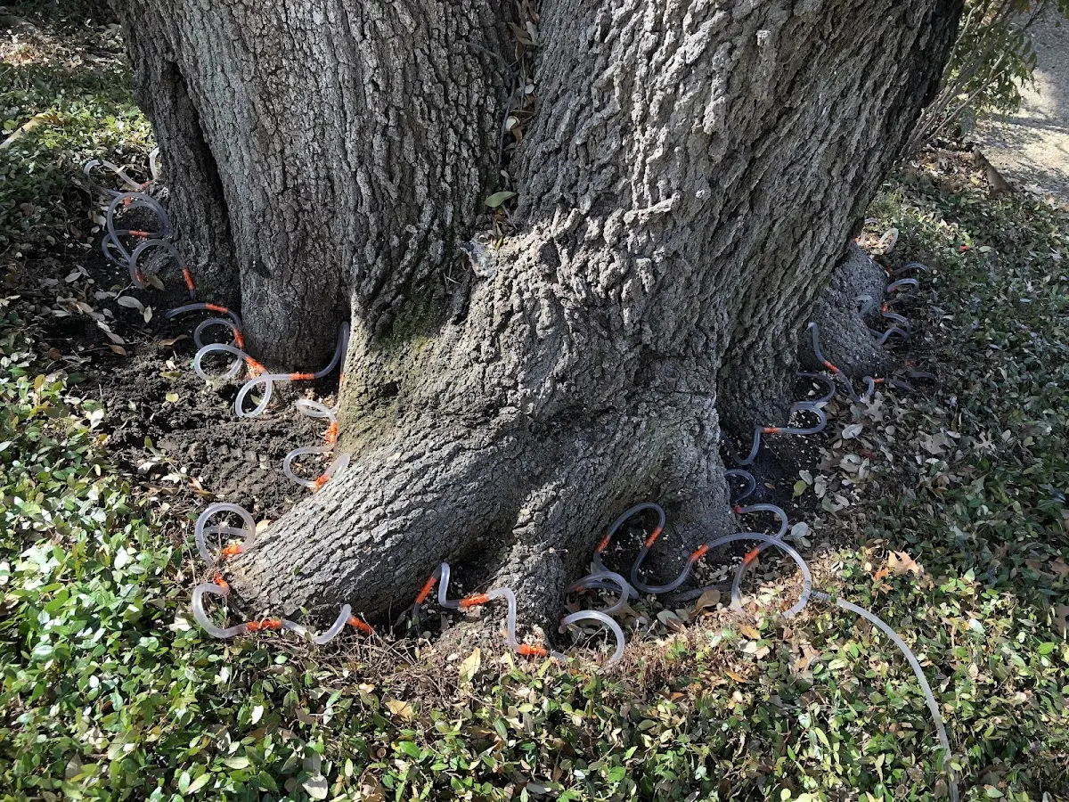 Detailed Tree Cabling and Bracing job site in Barryton