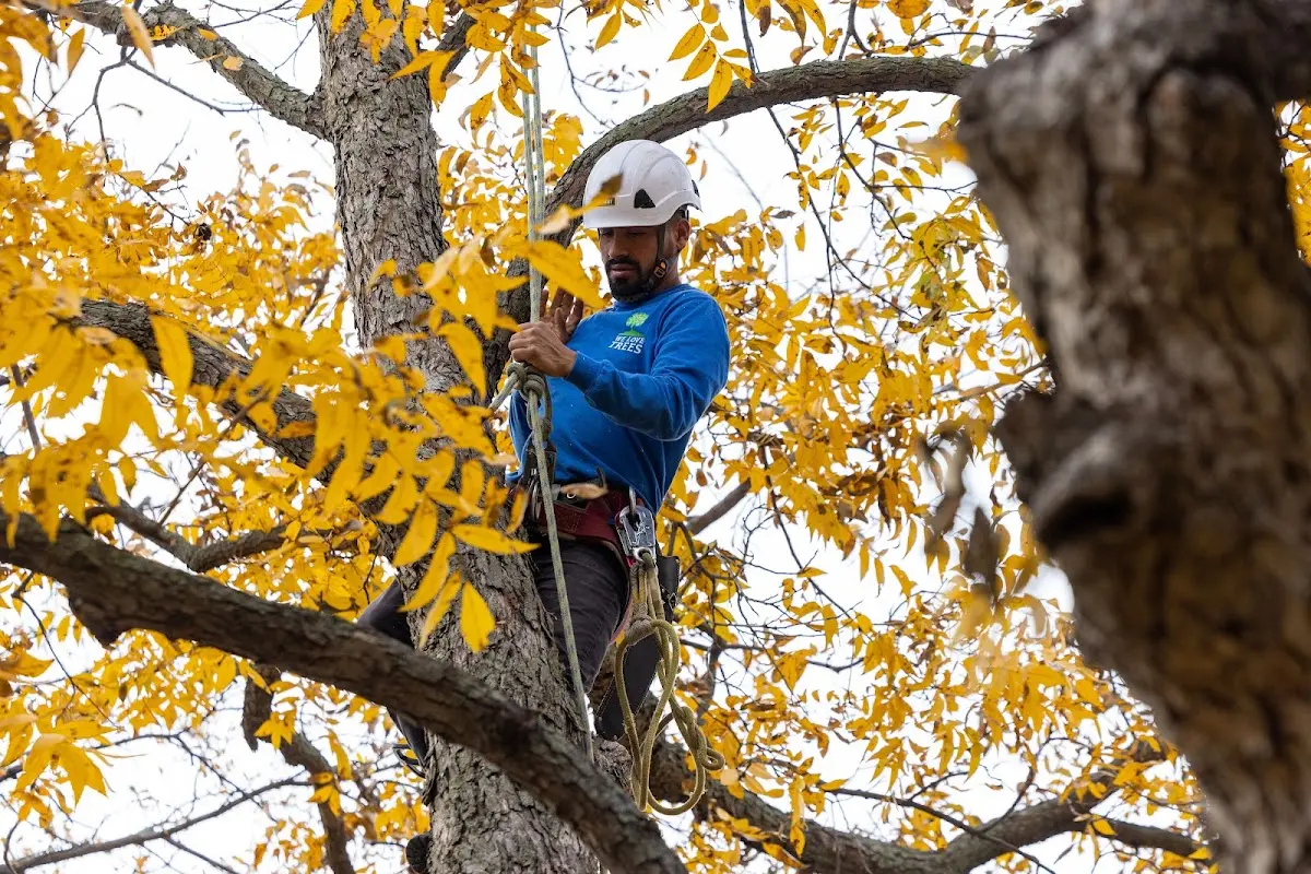 Skilled Tree Transplanting crew working in Barryton